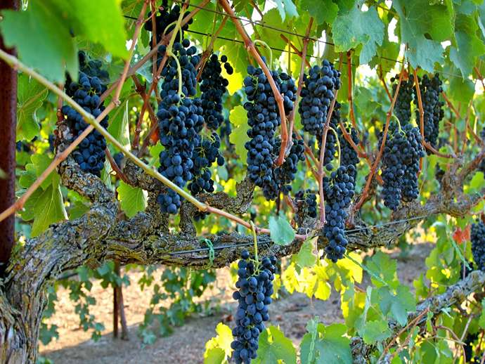 Syrah